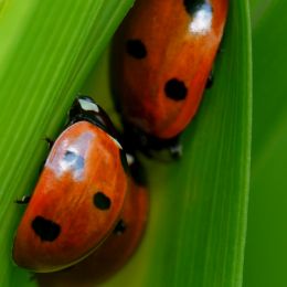 Ladybugs