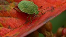 Green stink bug on a cotoneaster leaf
