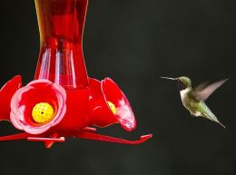 Feeding Time