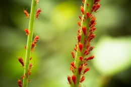 Aphid Diner