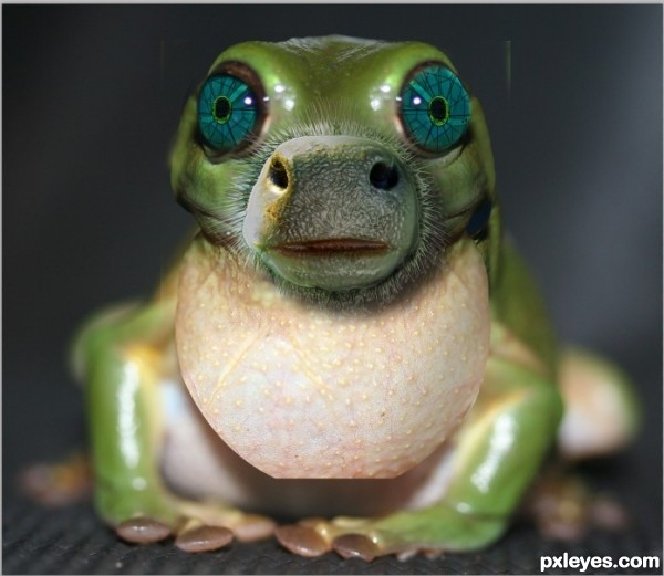 Frog Ass 91