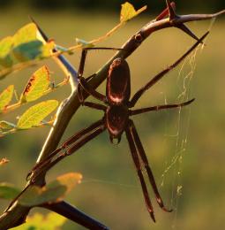 Spider Picture