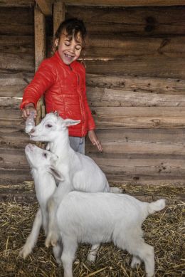 Red coat vs white goat