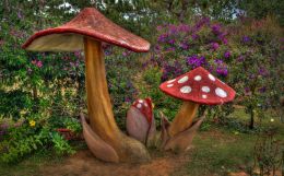 Red and White Fungi