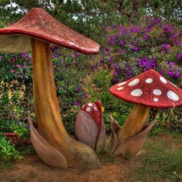 RedandWhiteFungi