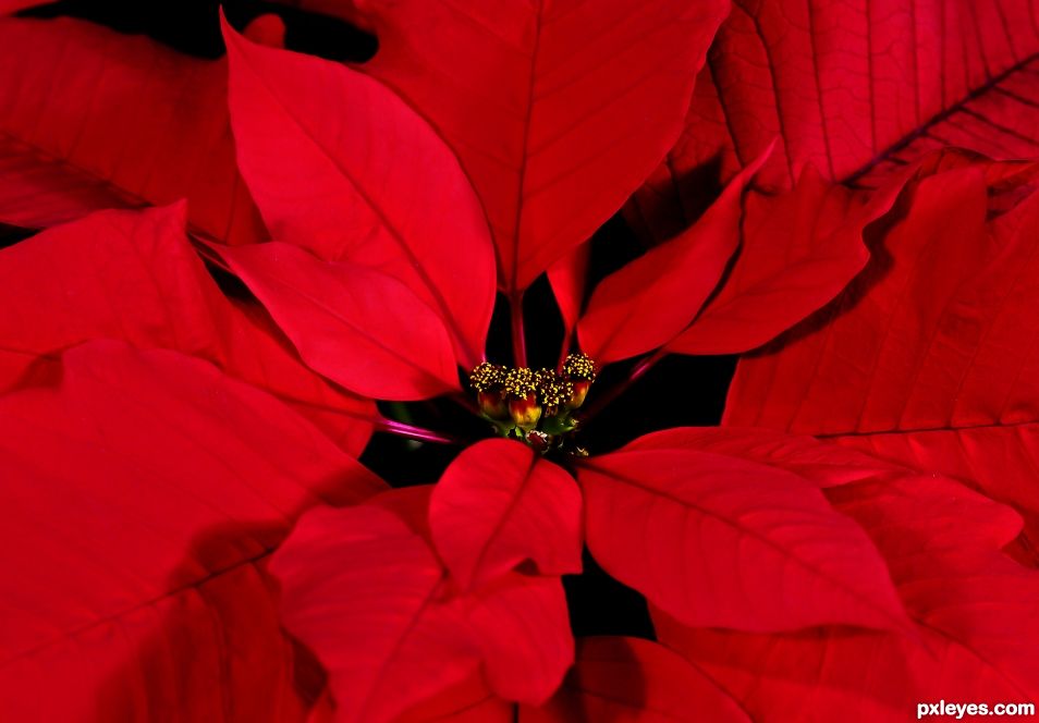 Pointsettia