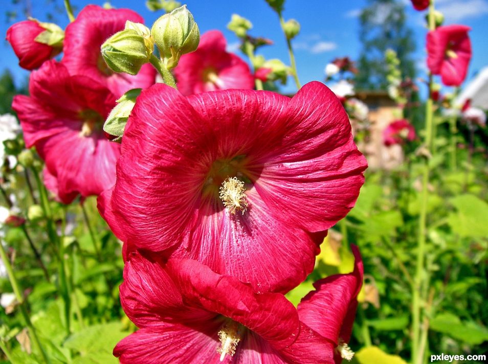 Flowers