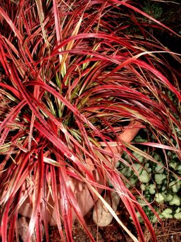 Grassfire [no flowers]