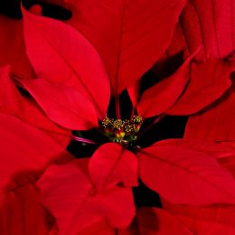 Pointsettia