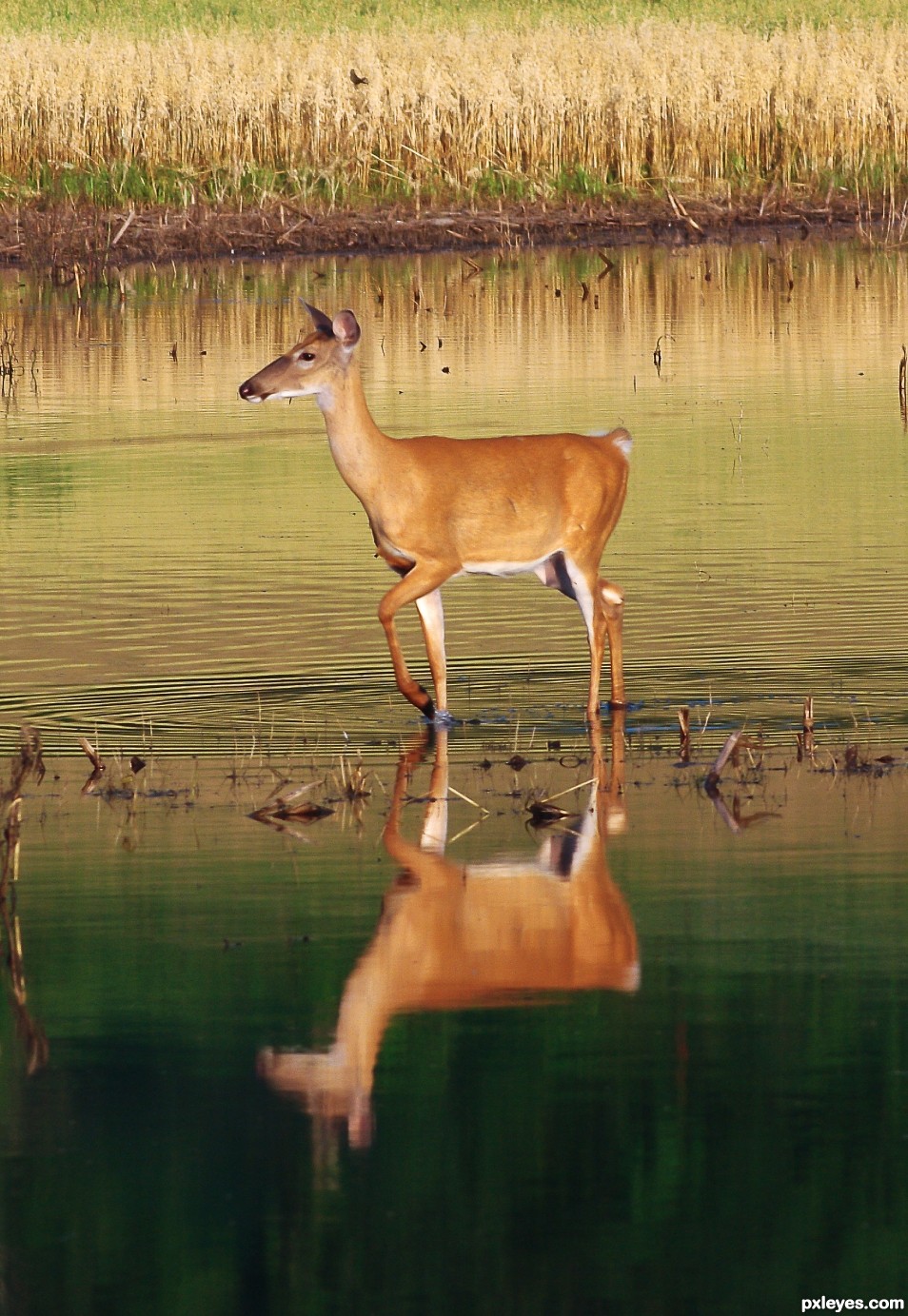 Doe, ...a deer, ...a female deer...