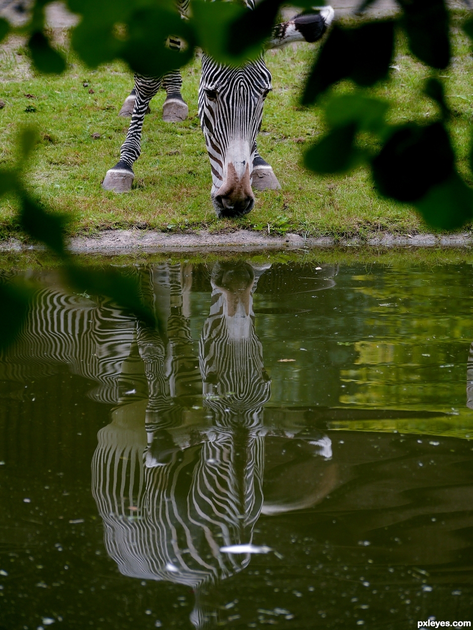 A thirsty Zebra