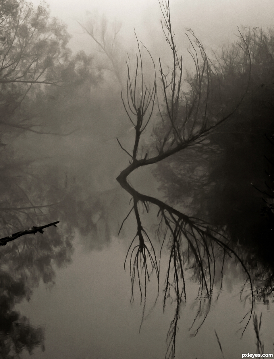 Foggy Swamp