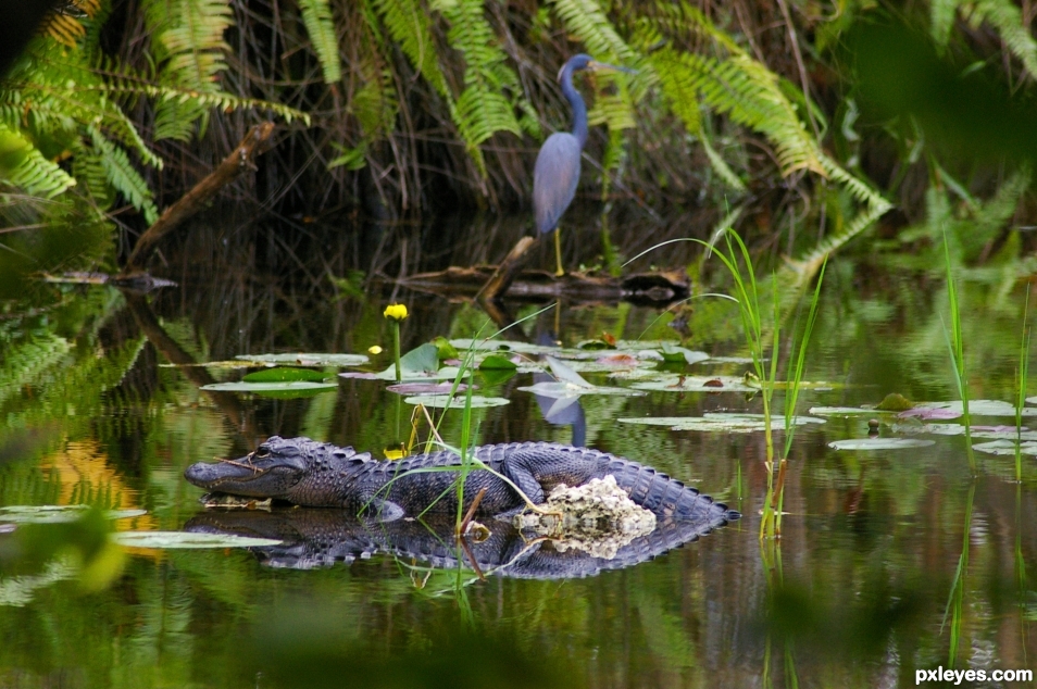 Gator and friend