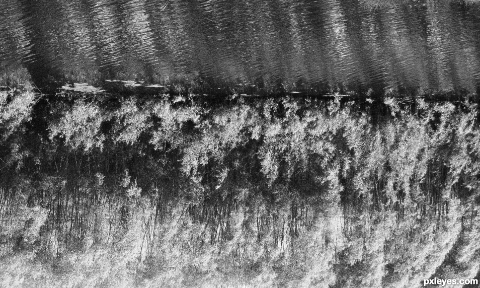 Powerful Tidal Surge or Copse of Trees Reflecting in Water