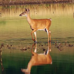 Doeadeerafemaledeer