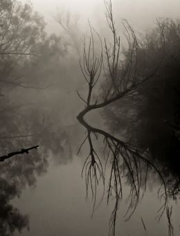 Foggy Swamp