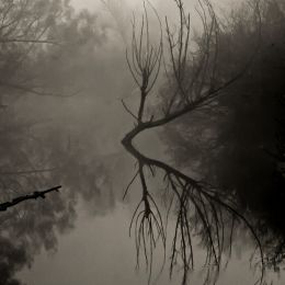 FoggySwamp