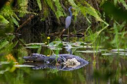 Gator and friend