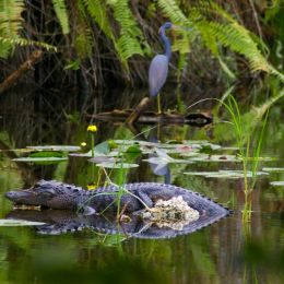 Gator and friend Picture