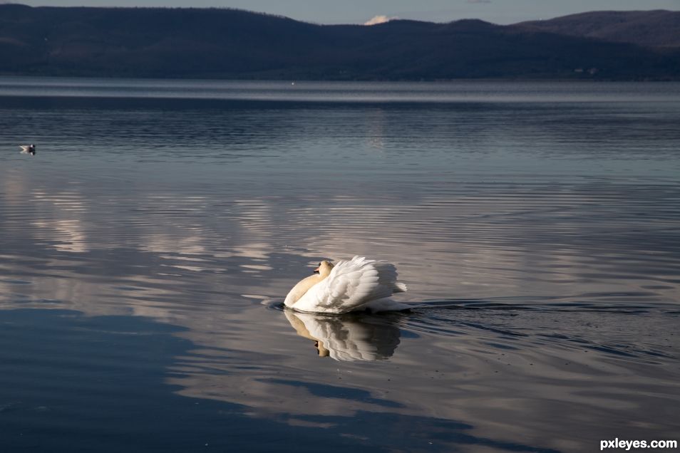 Speedy swan