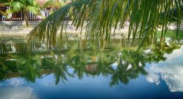 Beneath the Palms