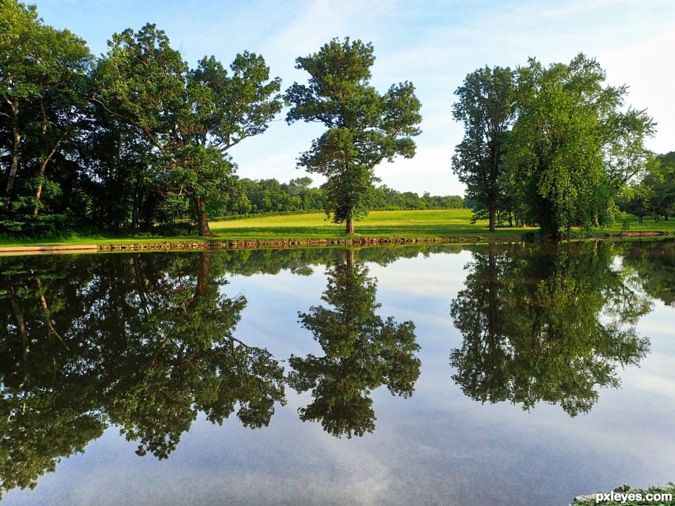 Trees on the river..