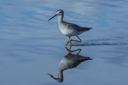 Greater Yellow Legs with reflection