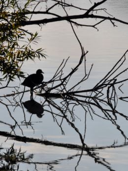 Reflection of a moorhen