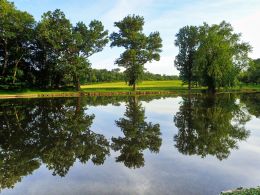 Trees on the river..