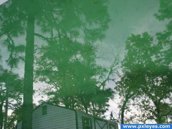 Green Pool Reflection