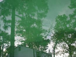 Green Pool Reflection