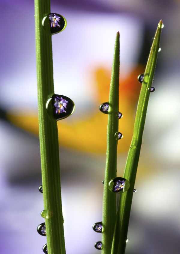 Morning Dew photoshop picture