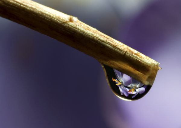 Single Drop. photoshop picture