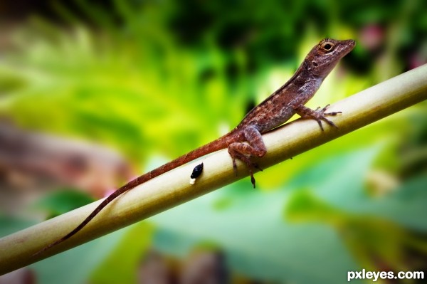 Anole Bark Lizard PR