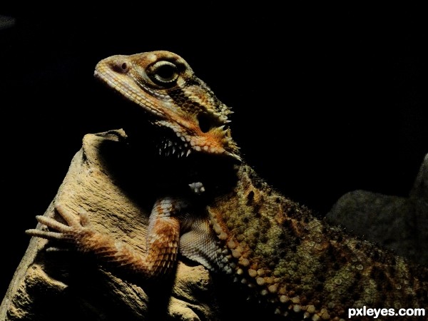 Bearded Dragon