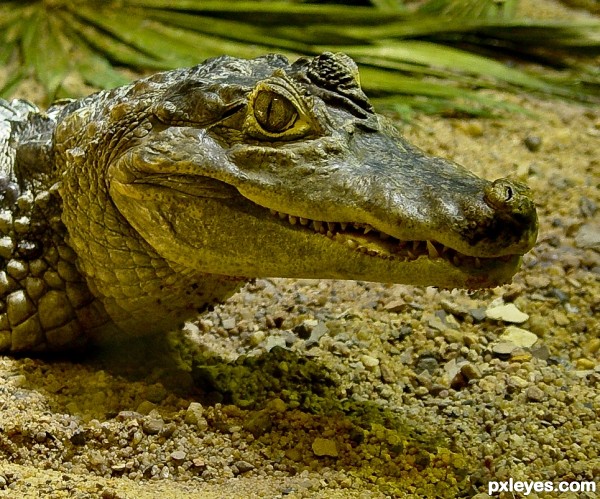 Caiman Crocodile