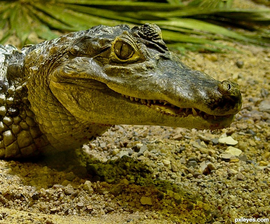 Caiman Crocodile photoshop picture)