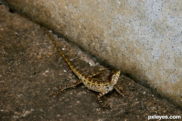 Lizard in Cambodia