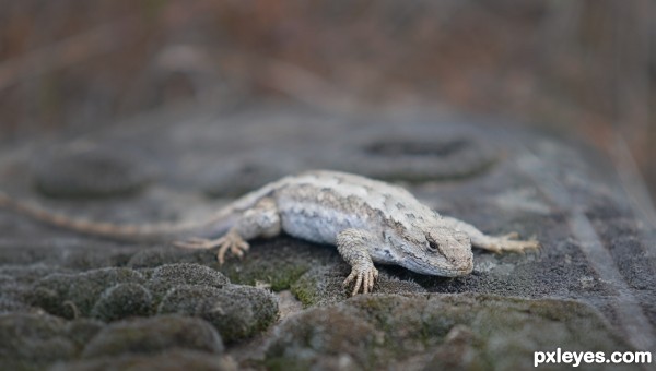 Resting on the rock