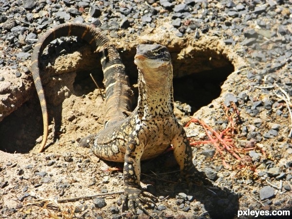 sunbathing goanna