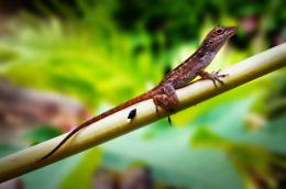 Anole Bark Lizard PR