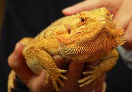 Central Bearded Dragon 