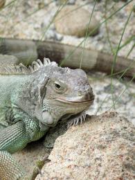 Iguana