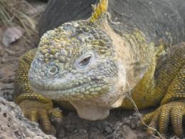 Iguana