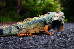 Iguana PR Picture