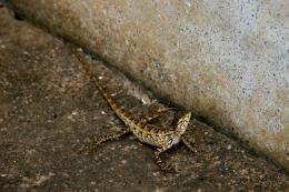 Lizard in Cambodia