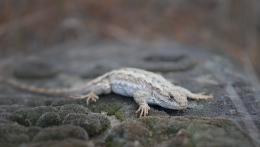 Resting on the rock