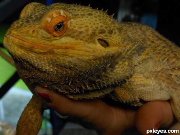 Bearded Dragon