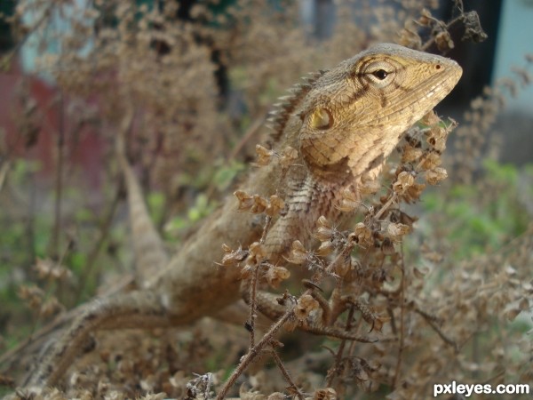 Indian chameleon