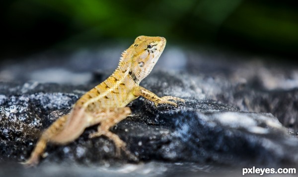 Lizard in nature